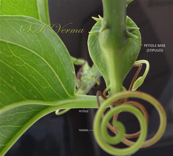  Petiole base broad